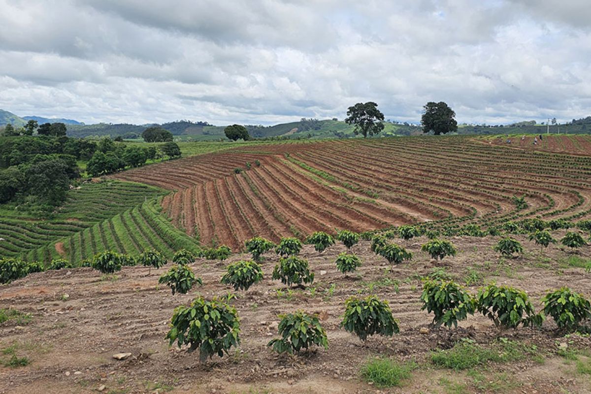 O sensoriamento remoto está transformando a forma como o Brasil identifica e gerencia plantações de café, especialmente em pequenas propriedades antes invisíveis para os mapeamentos convencionais