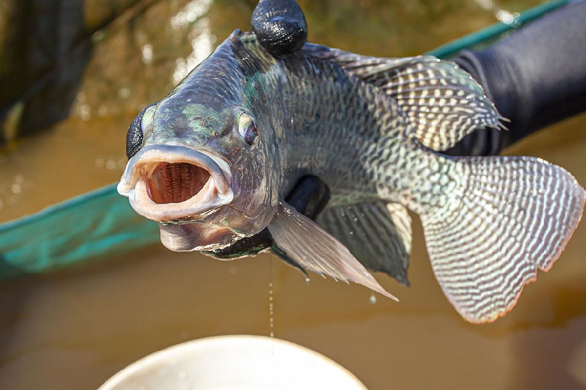 A produção de tilápia no Brasil vem se consolidando como uma das principais forças do agronegócio nacional e, segundo estudo recente da Embrapa, o país está diante de um cenário promissor no mercado internacional