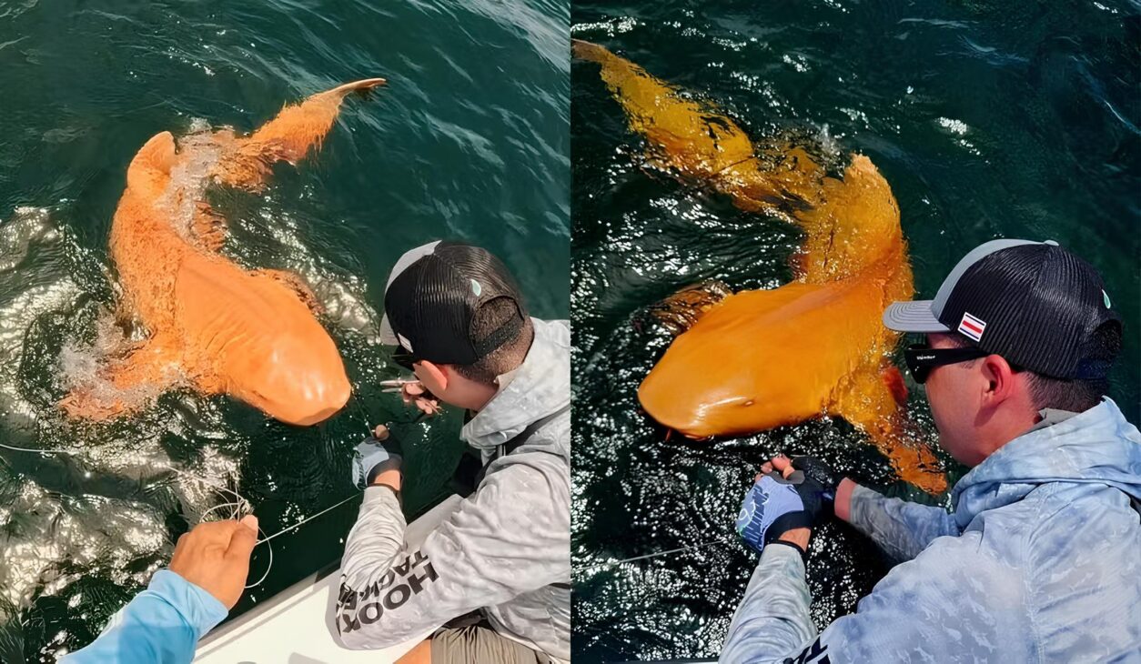 El Primer Tiburón Naranja del Mundo Es Descubierto a 1.000 Metros de Profundidad: Especie Rara Sorprende a Científicos al Presentar Coloración Metálica