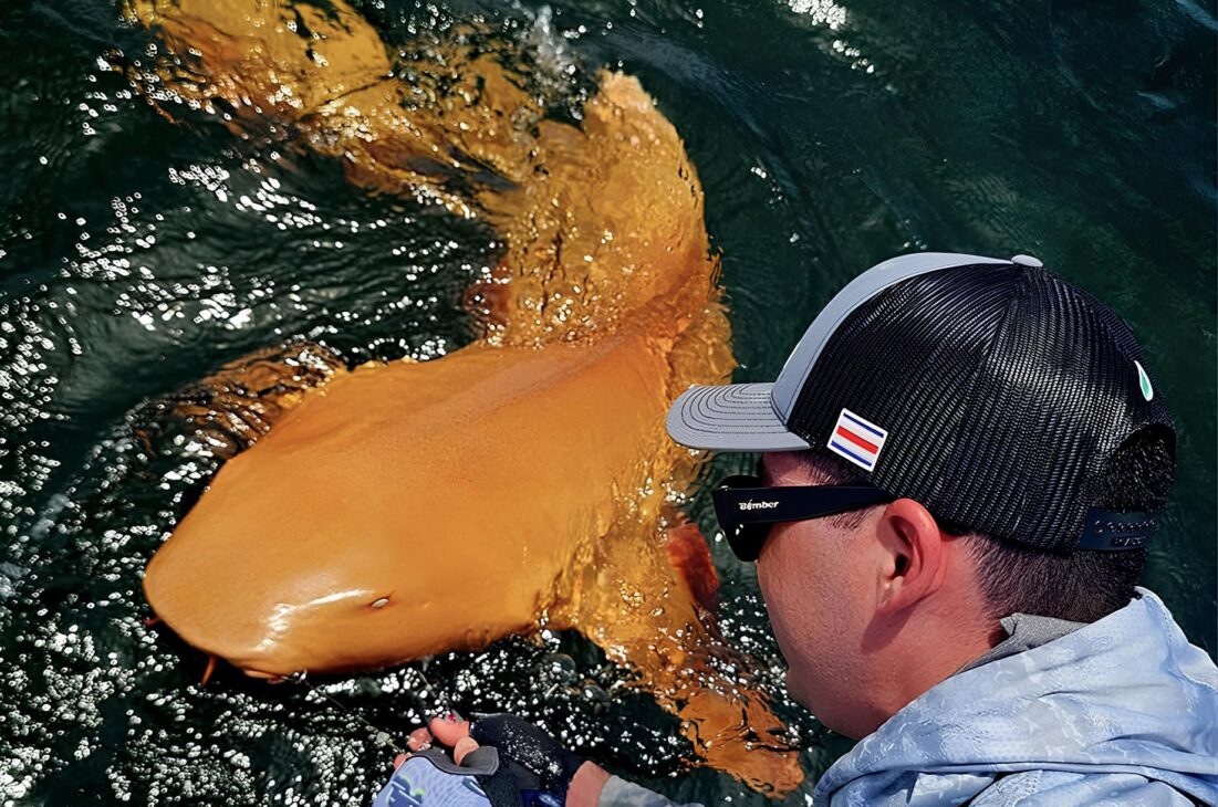 El Primer Tiburón Naranja del Mundo Es Descubierto a 1.000 Metros de Profundidad: Especie Rara Sorprende a Científicos al Presentar Coloración Metálica