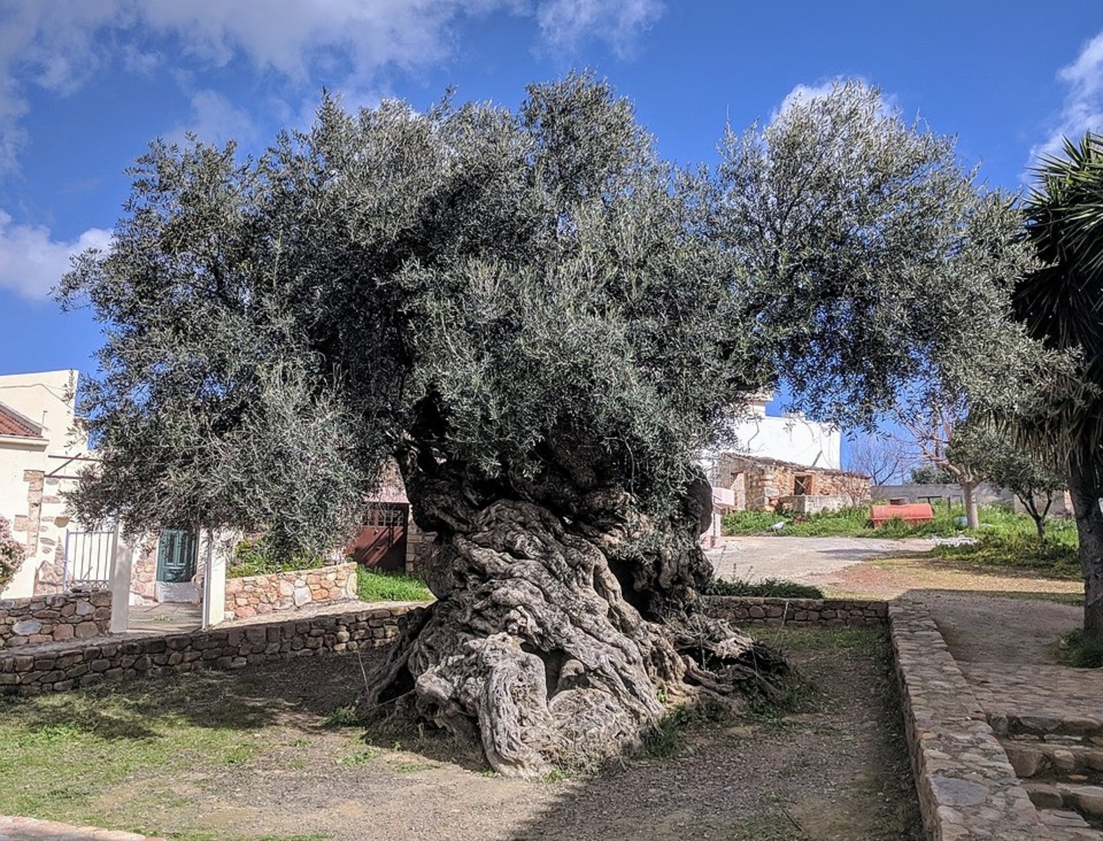 Oliveira, Maior oliveira do mundo, Árvore