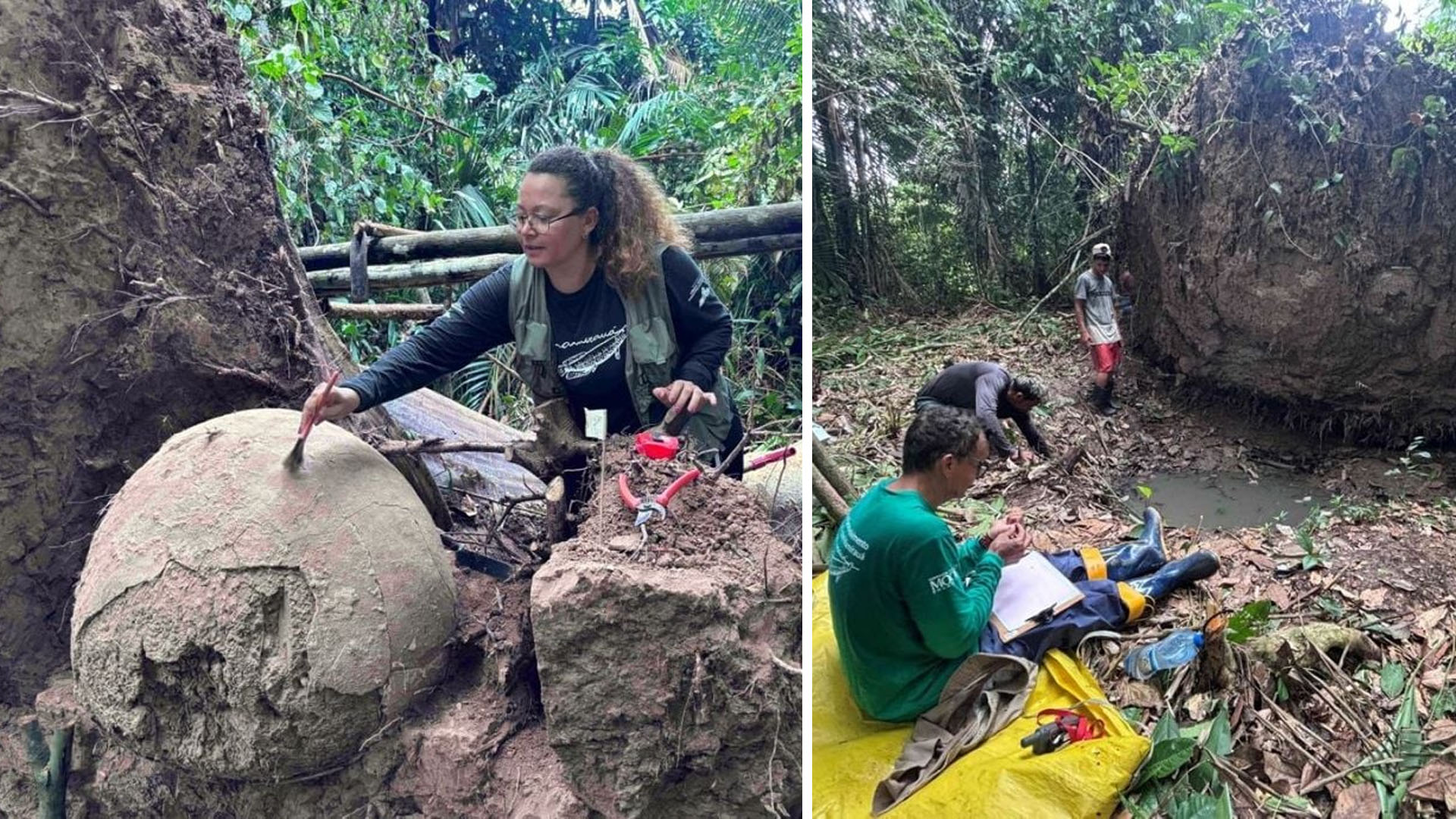 Árvore cai na Amazônia e revela mistério arqueológico milenar, contendo sete urnas funerárias sob suas raízes