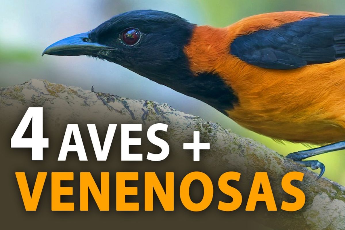 Descubra quais são as aves venenosas do planeta, como elas acumulam toxinas pela dieta, os riscos para humanos e o que a ciência já sabe sobre esses pássaros.