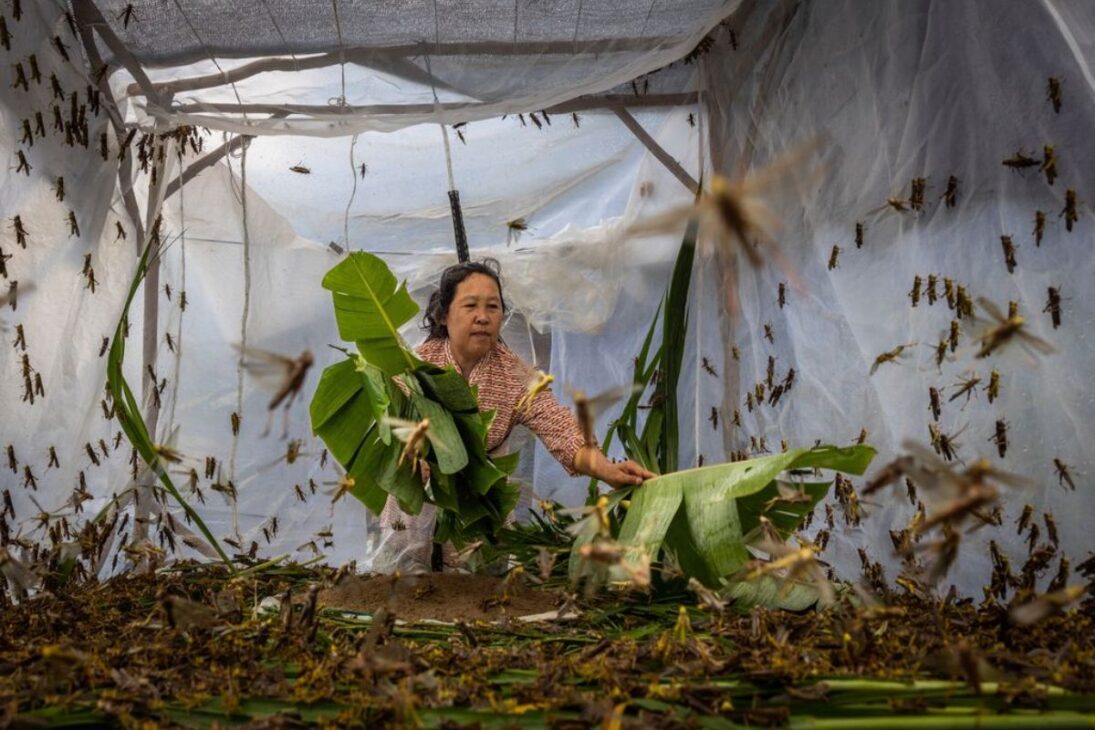 saltamontes criados para alimentación humana impulsionan la industria de proteína sostenible, elevan la proteína de insectos y acercan la comida sostenible.