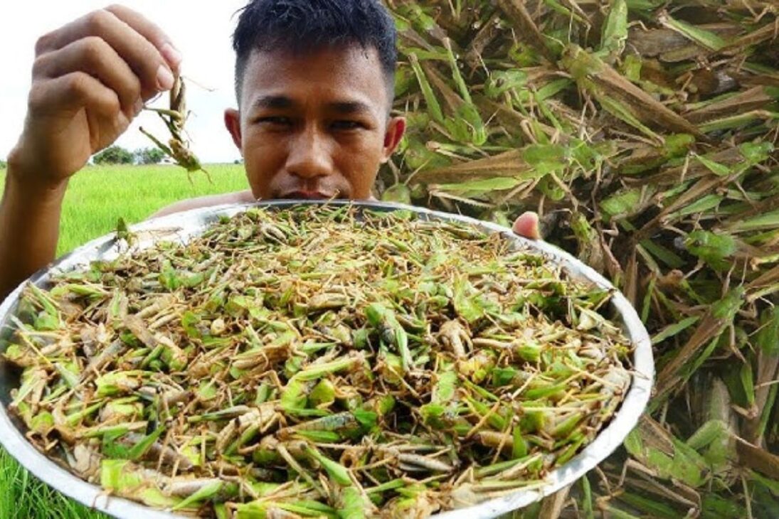 saltamontes criados para alimentación humana impulsionan la industria de proteína sostenible, elevan la proteína de insectos y acercan la comida sostenible.