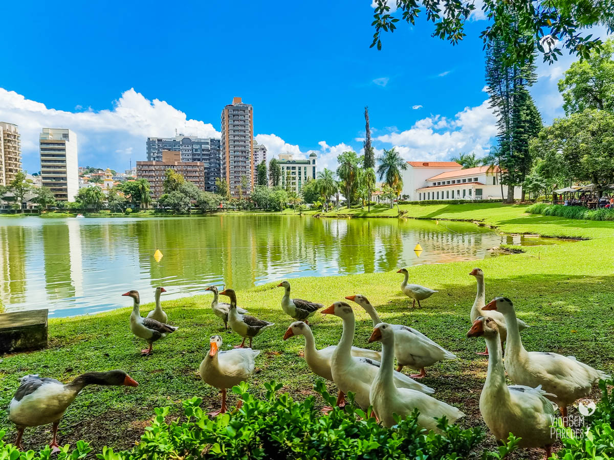 Vista do lago de São Lourenço com área verde, prédios ao fundo e grupo de aves em primeiro plano, representando o ambiente tranquilo buscado por idosos.