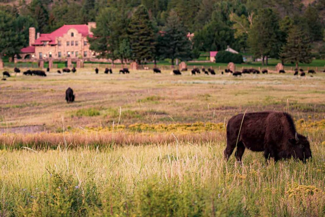 El imperio de granjas de Ted Turner une conservación, investigación científica, programas de caza y carne de bisonte para financiar naturaleza viva en Estados Unidos.