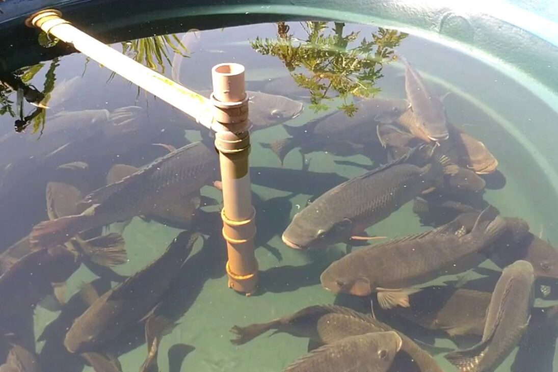 Cría de peces en caja de agua con tilapias, agua sin cloro, temperatura del agua ideal y acuaponía simple para principiantes.