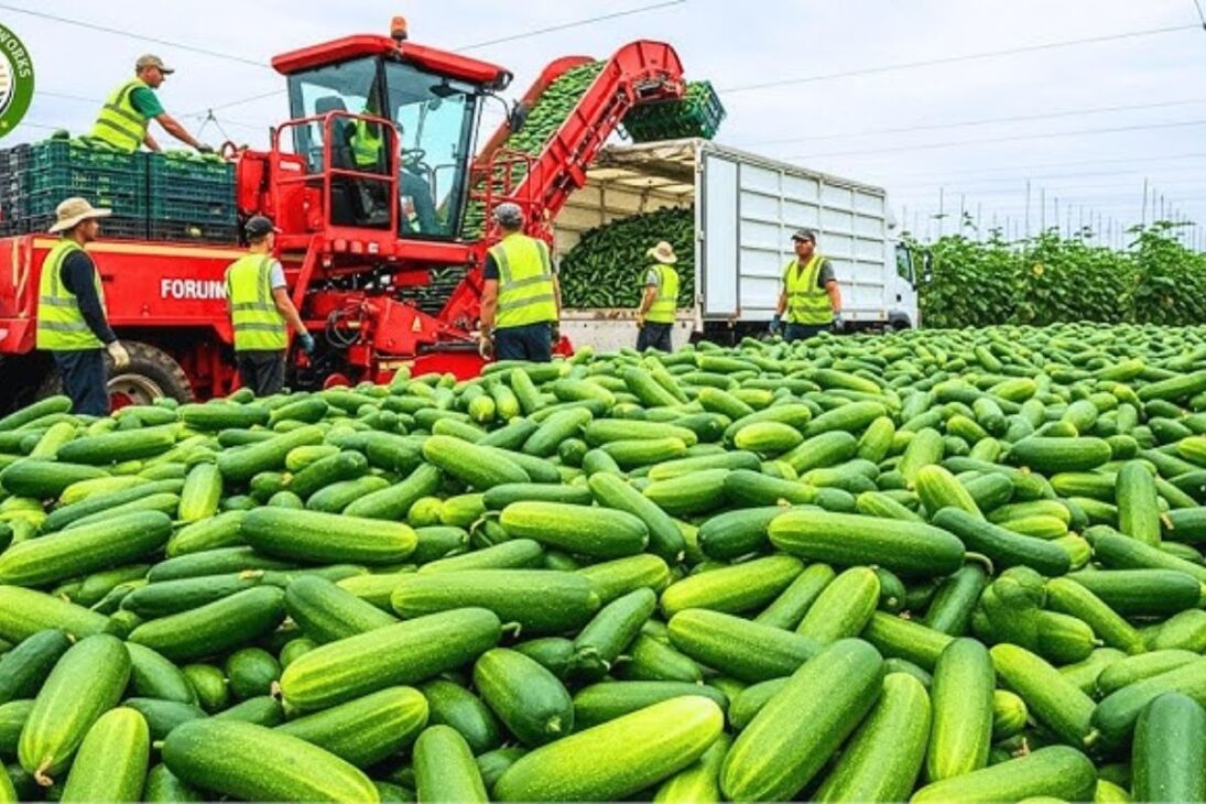 En Holanda, Invernaderos De Alta Tecnología Producen Millones De Pepinos Por Cosecha, Con Plantas De Pepino En Fibra Biológica. Entienda Cómo Pepinos, Invernaderos Y Holanda Redefinen La Agricultura.