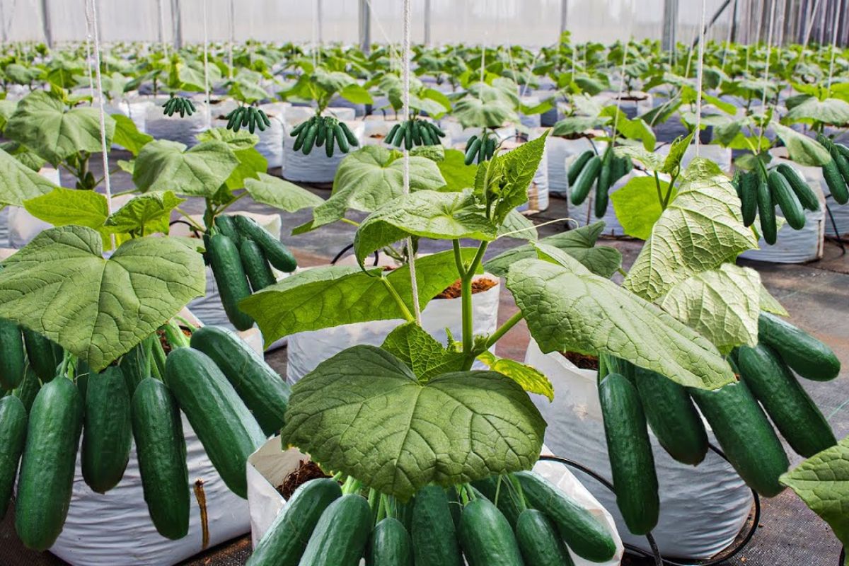 Na Holanda, estufas de alta tecnologia produzem milhões de pepinos por safra, com plantas de pepino em fibra biológica. Entenda como pepinos, estufas e Holanda redefinem a agricultura.