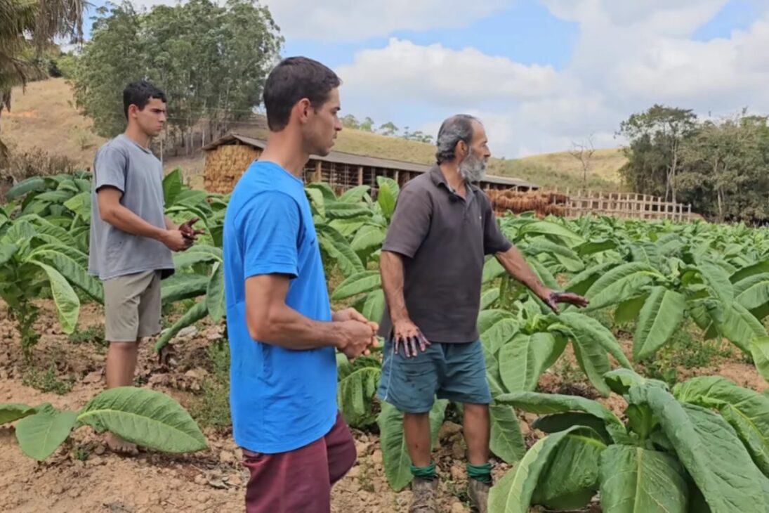 La historia de un hombre que nunca salió del campo, vive de la tierra, cría hijos en el campo y transforma el tabaco en sustento, manteniendo la tradición rural en familia.