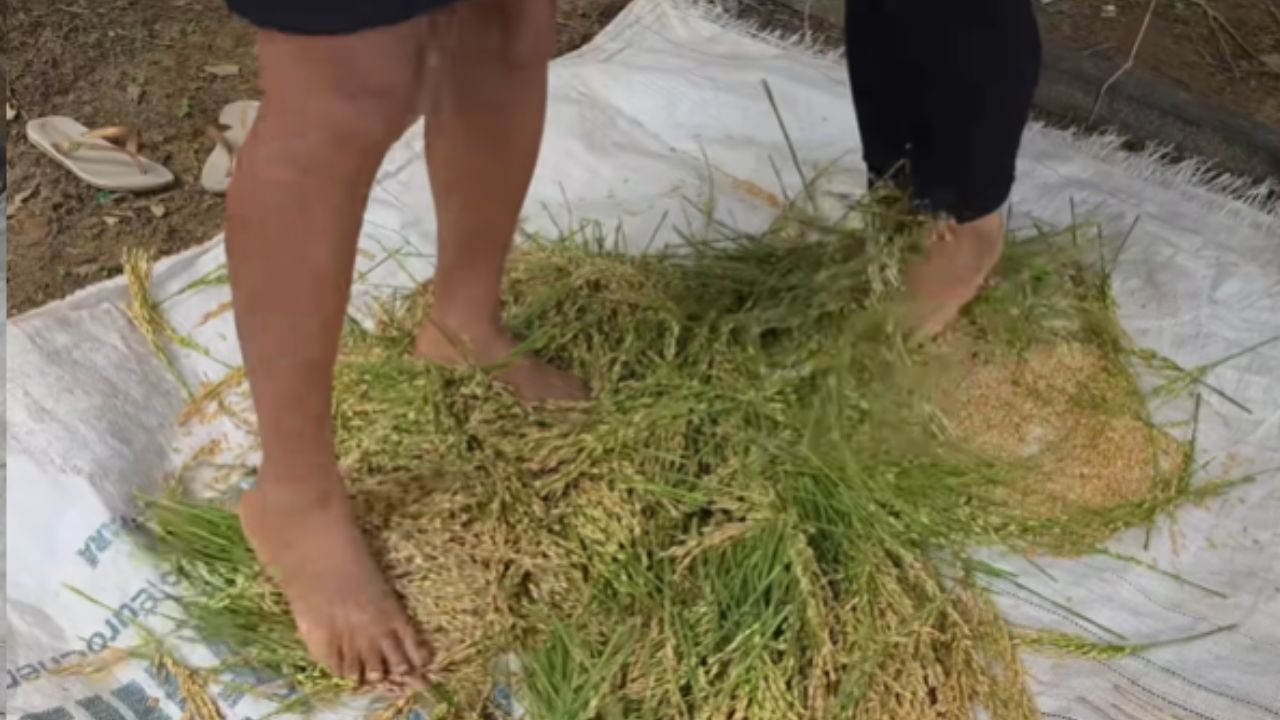 En la selva amazónica, agricultor vive aislado con la familia, en vida simple en el campo, usando energía solar para iluminar la casa.