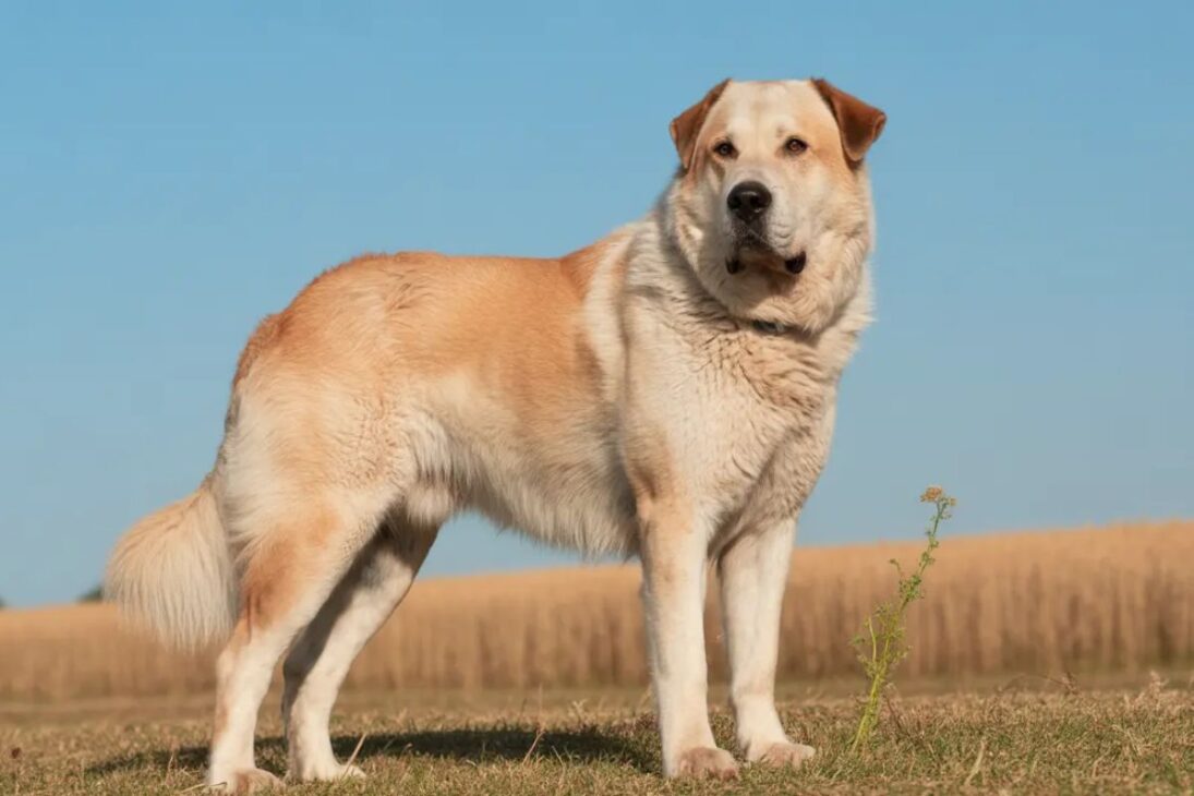 Alabai, perro de guarda extremo criado como matador de lobos, ocupa criaderos especializados, enfrenta osos en la origen y exige tutores preparados para manejar tamaño, instinto y responsabilidad.