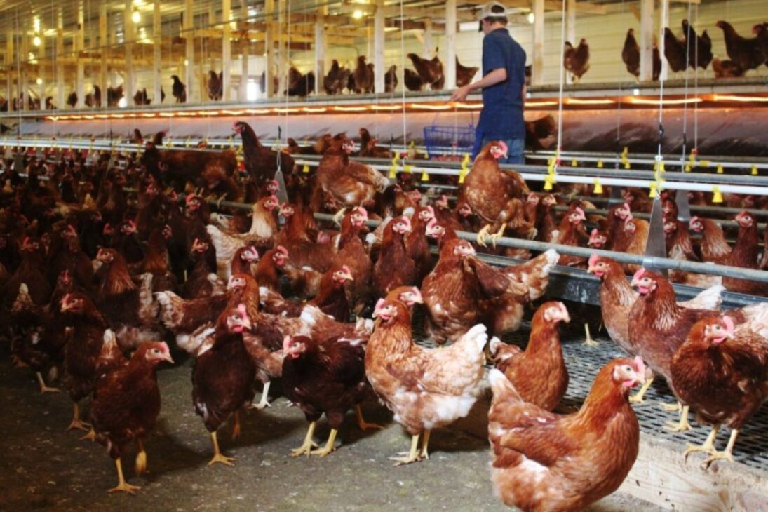 Millones de gallinas sueltas en granjas camperas garantizan huevo camperos, pollo camperos y agricultura sostenible con sabor, higiene y bienestar animal.