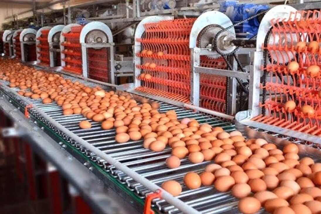 Millones de gallinas sueltas en granjas camperas garantizan huevo camperos, pollo camperos y agricultura sostenible con sabor, higiene y bienestar animal.