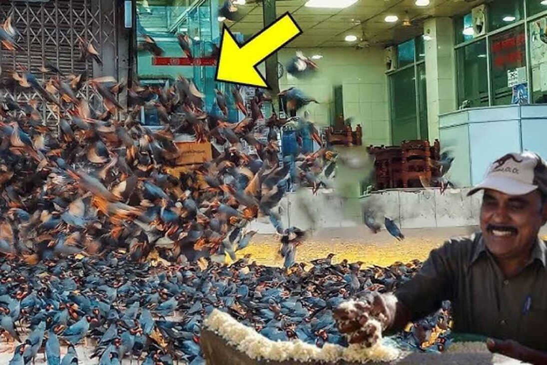 Joseph transforma el tejado en santuario para miles de periquitos en Chennai, gasta parte de los ingresos en arroz todos los días y mantiene una rutina impresionante desde hace años.