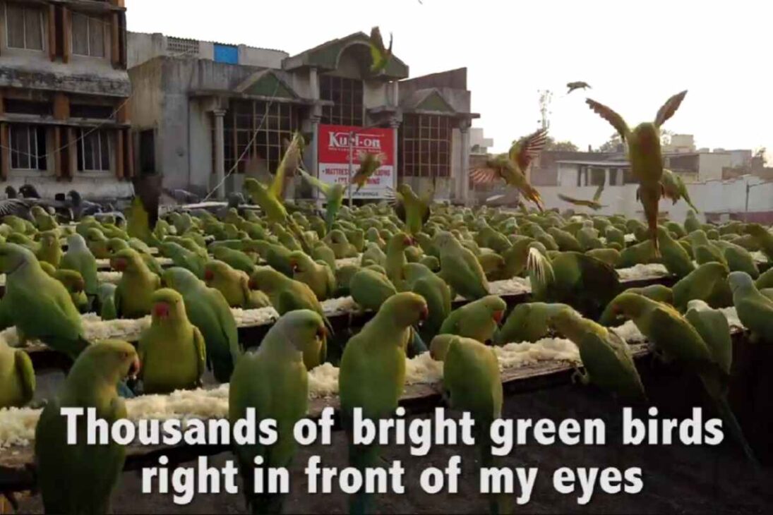 Joseph transforma el tejado en santuario para miles de periquitos en Chennai, gasta parte de los ingresos en arroz todos los días y mantiene una rutina impresionante desde hace años.