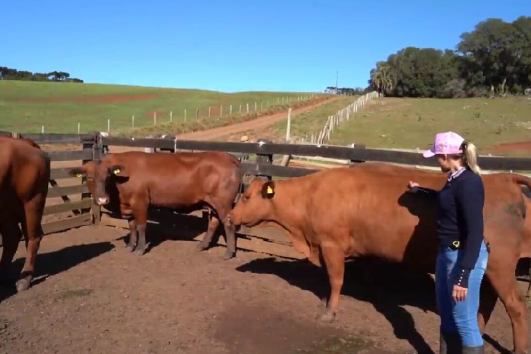 En La Historia De La Niña De La Pecuaria, La Granja En Santa Catarina Se Convierte En Vitrina De Genética Senepol, Gestión Profesional Y Protagonismo Femenino Que Inspira Nuevos Proyectos En El Agro.