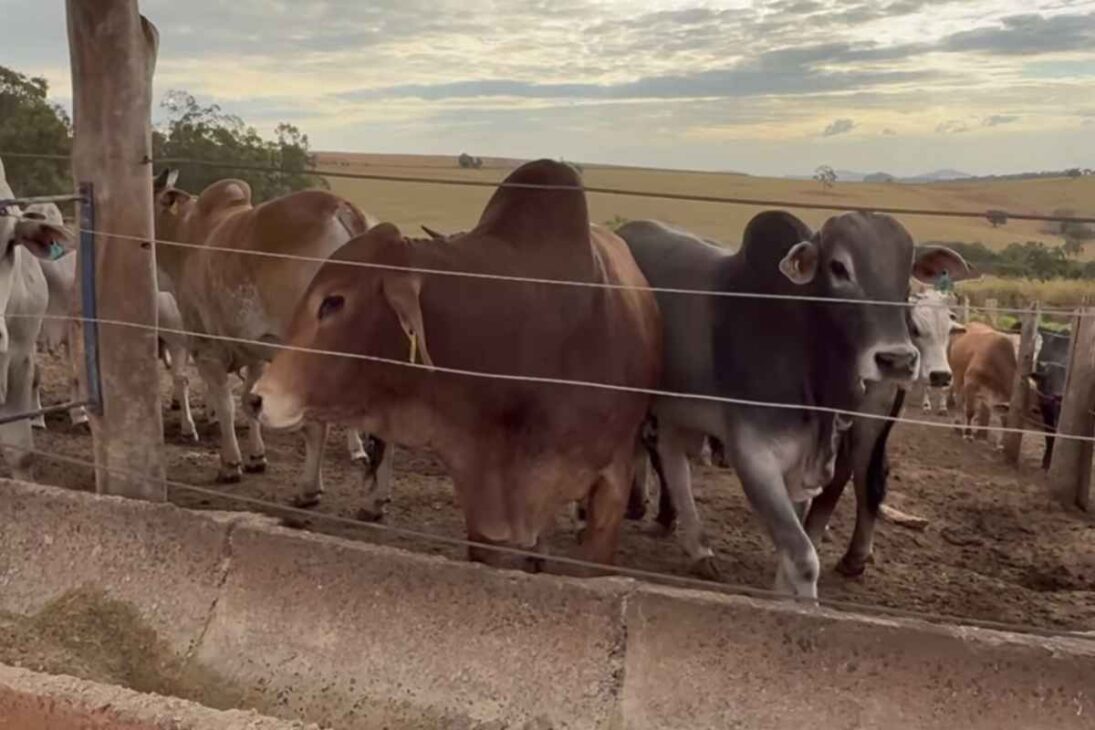 Dentro De La Granja Más Rentable De Brasil, Cada Boi Engorda En Ciclos Eficientes Sobre Suelo Bien Cuidado, Con Gestión Rigurosa Que Transforman Producción En Lucro Predecible.