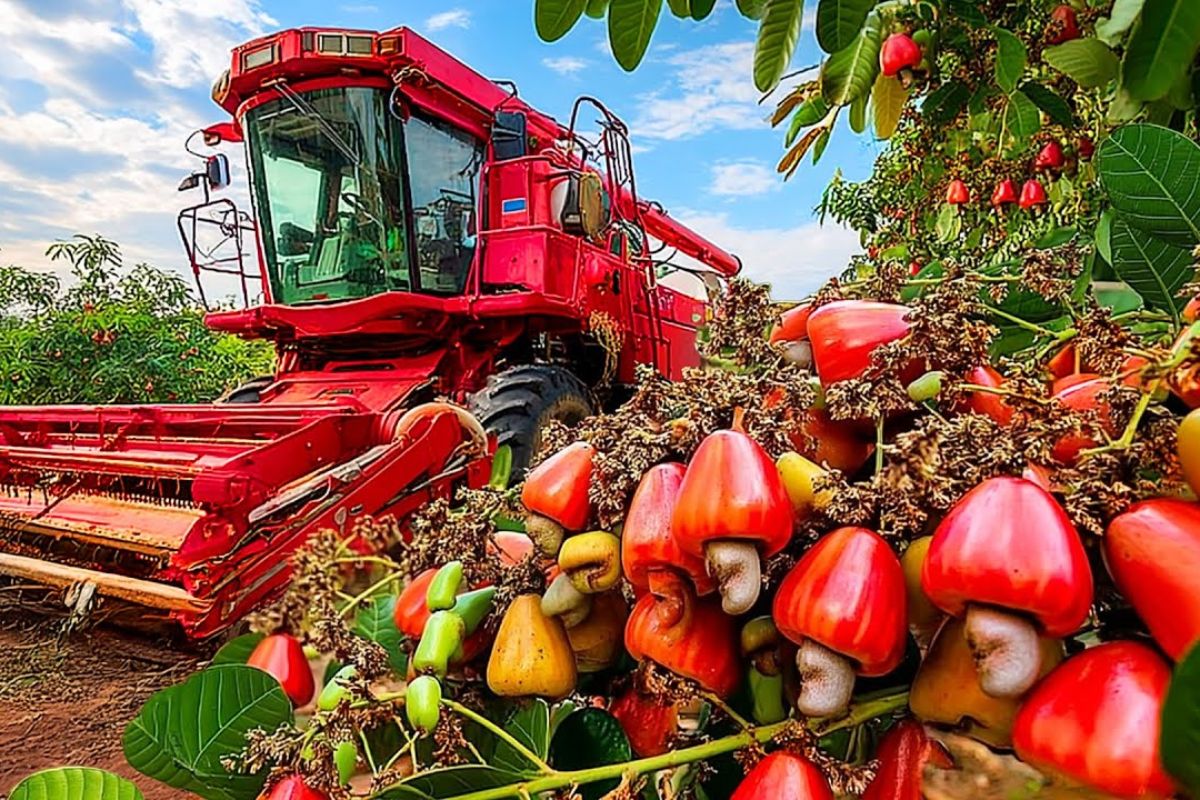 Jornada das castanhas de caju mostra produção de castanhas de caju, processamento de castanhas de caju e indústria das castanhas de caju do campo ao prato