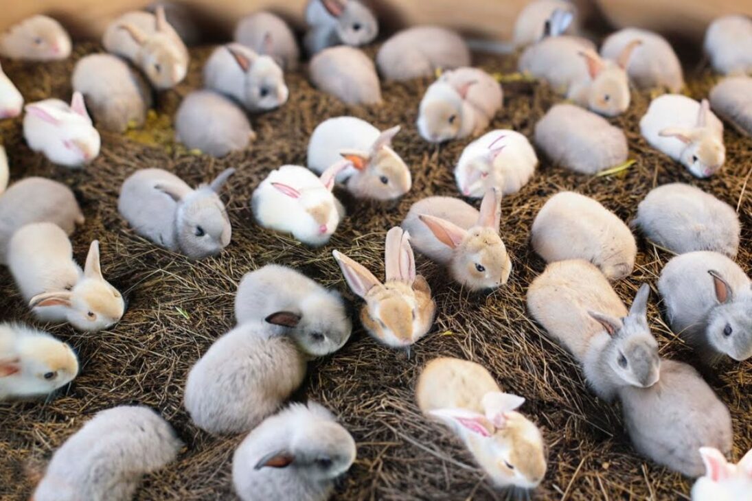 Conozca cómo las granjas de conejos integran la agroindustria de proteína animal, producen carne de conejo y gallina negra, exploran proteínas especiales y ganan espacio en la economía global.