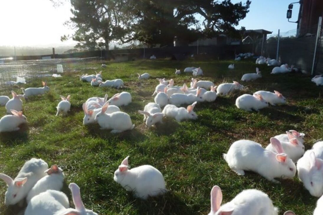 Conozca cómo las granjas de conejos integran la agroindustria de proteína animal, producen carne de conejo y gallina negra, exploran proteínas especiales y ganan espacio en la economía global.
