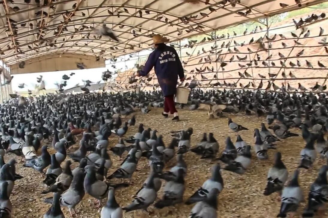 Descubre cómo las granjas chinas de palomas en China transforman la producción de carne con palomas a escala industrial, uniendo manejo preciso y eficiencia