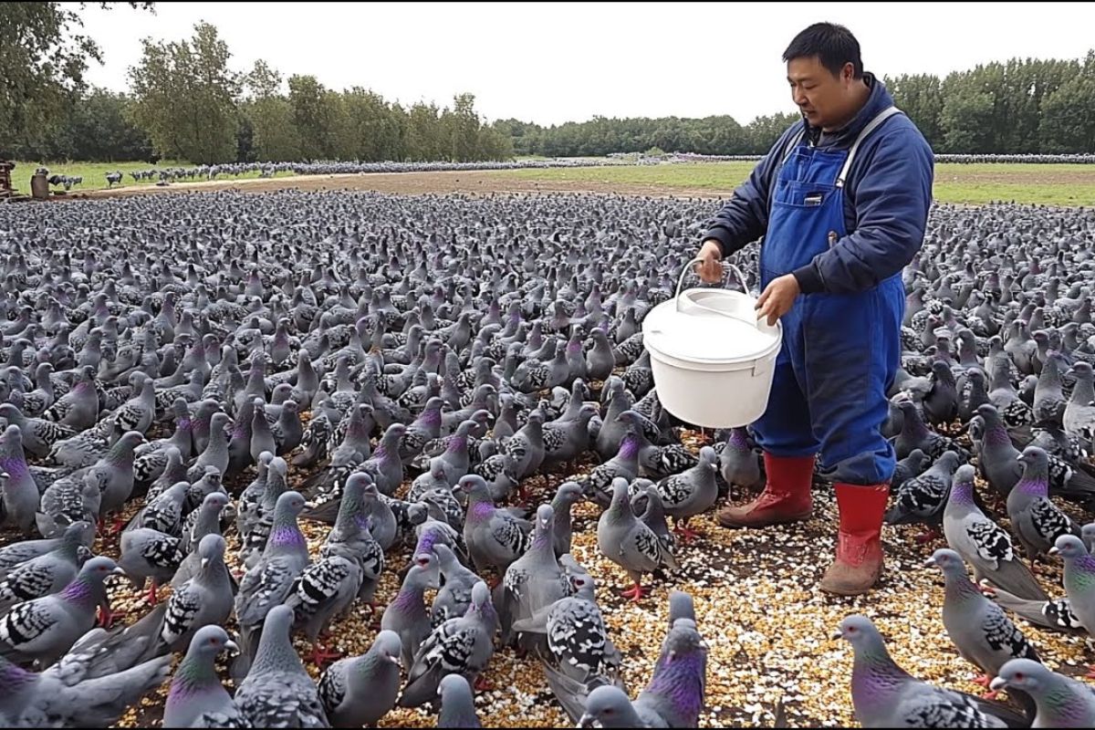Descubra como as fazendas chinesas de pombos na China transformam a produção de carne com pombos em escala industrial, unindo manejo preciso e eficiência