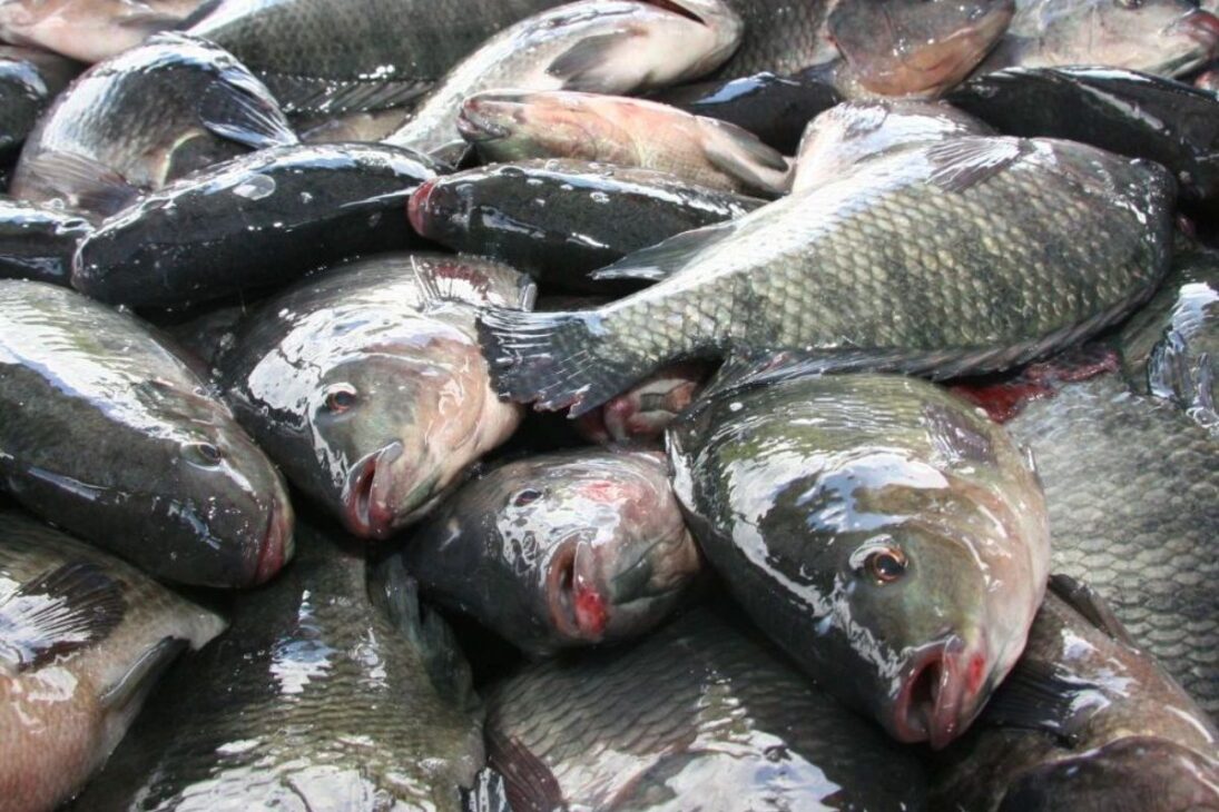 En China, la tilapia sale de tanques de alta densidad para fábricas automatizadas, en un flujo de peces procesados a escala global, uniendo producción brutal, costo bajo y trazabilidad.