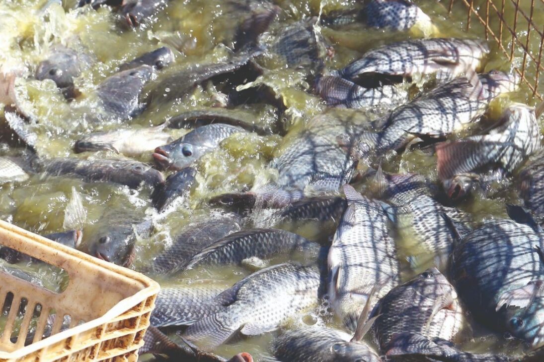 En China, la tilapia sale de tanques de alta densidad para fábricas automatizadas, en un flujo de peces procesados a escala global, uniendo producción brutal, costo bajo y trazabilidad.