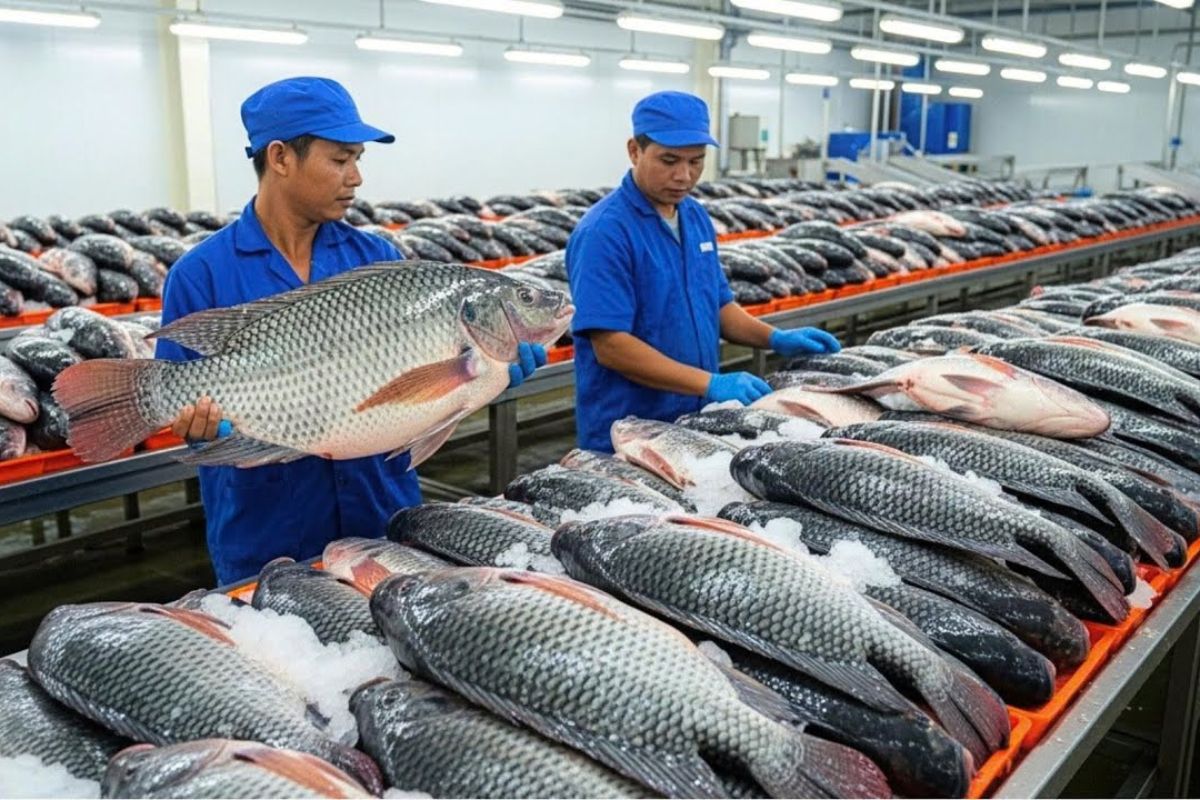 Na China, a tilápia sai de tanques de alta densidade para fábricas automatizadas, em um fluxo de peixes processados em escala global, unindo produção brutal, custo baixo e rastreabilidade.