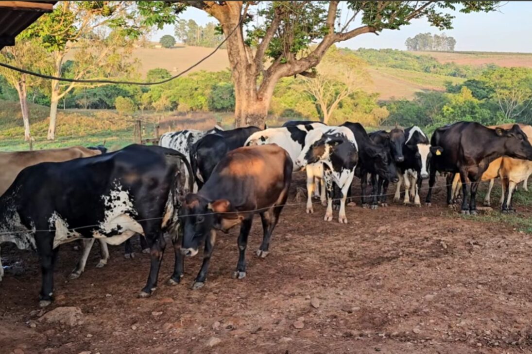 En la finca, una historia de superación muestra vida en la finca con ganado lechero y producción de leche en alta después de un golpe financiero pesado.