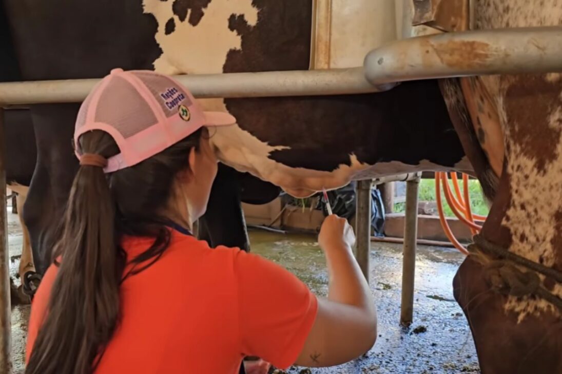 En la granja propia en el interior de Minas Gerais, una joven ganadera transforma 58 vacas en 860 litros diarios de leche, manteniendo viva la tradición familiar y proyectando nuevos pasos para el ganado.