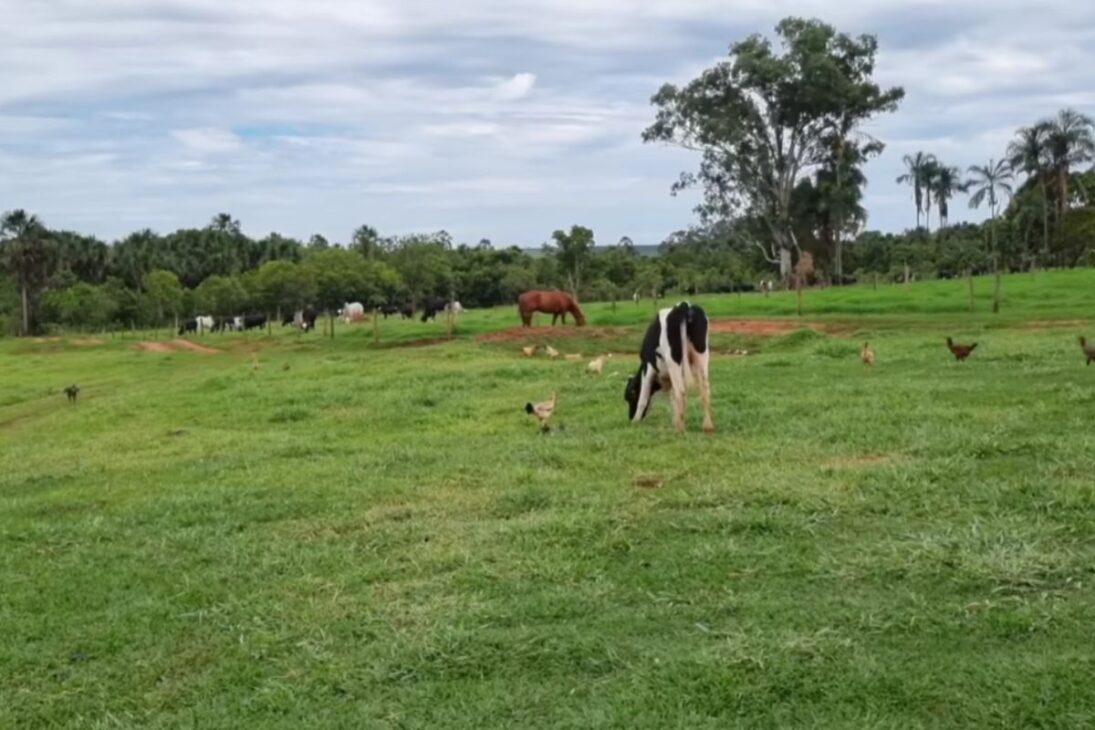En La Granja En Minas, La Combinación De Irrigación, Manejo Intensivo Con 58 Vacas Y Promedio De 1.200 Litros De Leche Por Día Muestra Cómo Planeación Y Rutina Pesada Elevan La Producción.