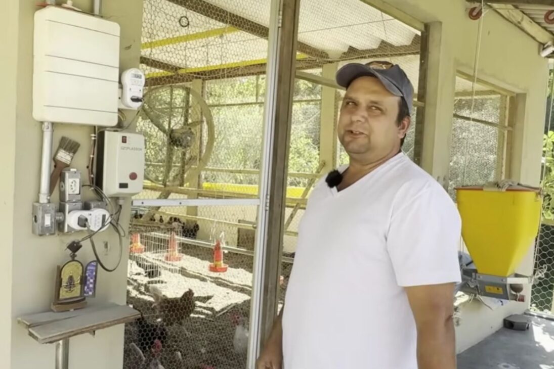 En un sitio pequeño, mil gallinas de corral generan R$ 4.000 por mes con huevos de corral y muestran cómo transformar el sitio en un negocio lucrativo y estable.

