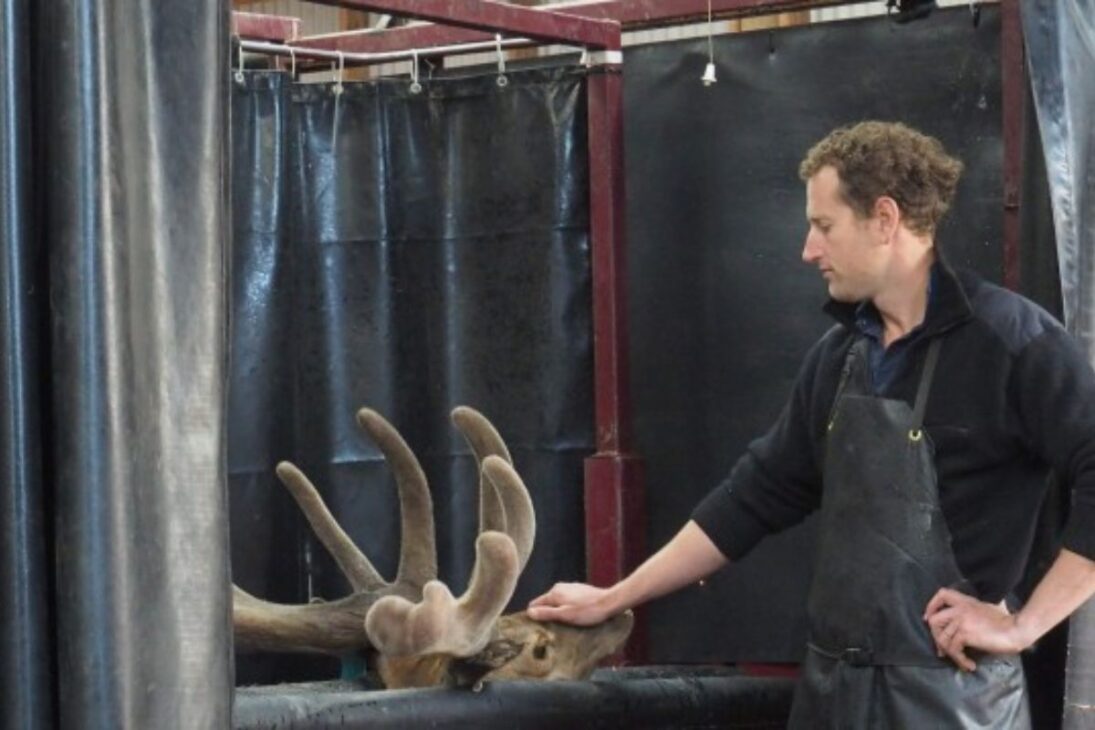 Dentro de las fábricas de terciopelo de ciervo, el terciopelo se convierte en polvo de alto valor mientras que la carne, el pollo campesino y los huevos de granja abierta forman una industria altamente tecnológica
