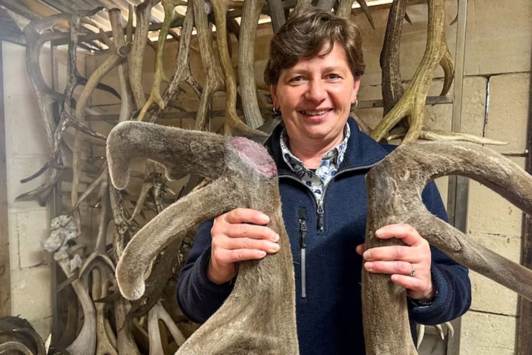 Dentro de las fábricas de terciopelo de ciervo, el terciopelo se convierte en polvo de alto valor mientras que la carne, el pollo campesino y los huevos de granja abierta forman una industria altamente tecnológica