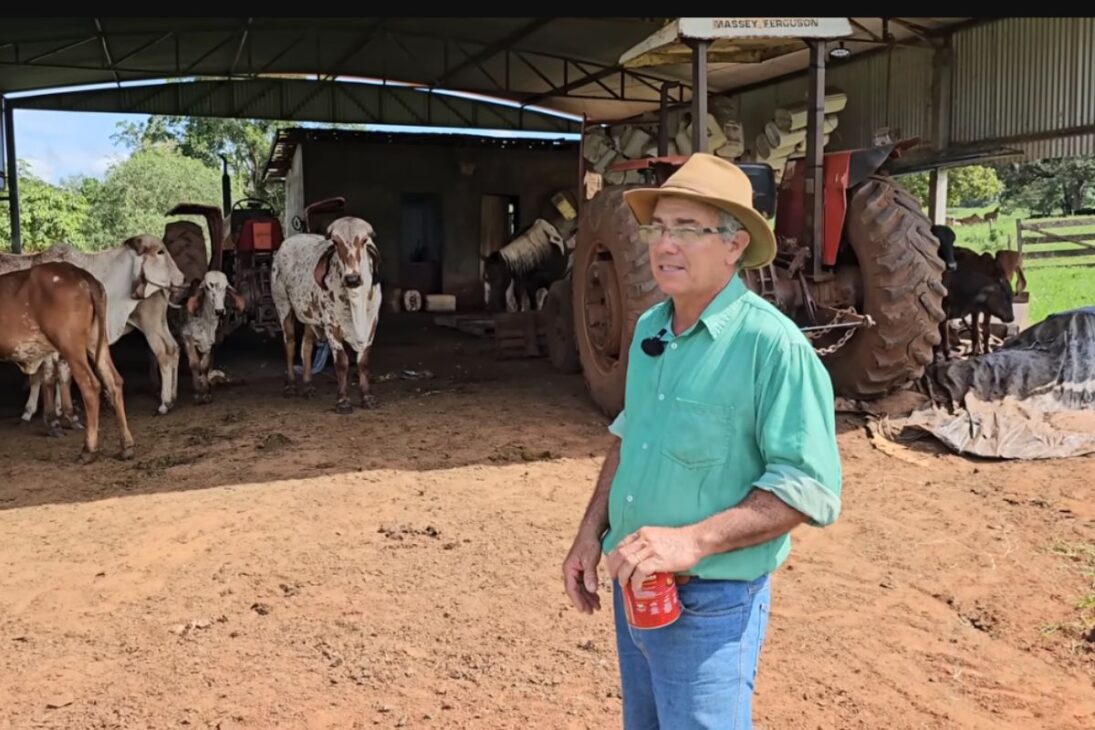 Reporte muestra la rutina en el corral con Gir Leiteiro, genética fuerte y vida en el campo, revelando la realidad en el campo y el impacto de esta ganadería lechera.