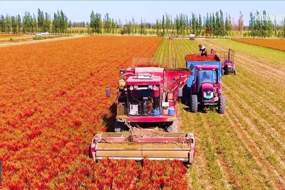 De China A Los Campos De Chile, Descubre Cómo La Producción De Chile Con Chile Malagueta Se Convierte En Salsa De Chile Y Salsa Chilli En Escala Industrial.