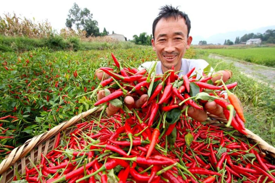 De China A Los Campos De Chile, Descubre Cómo La Producción De Chile Con Chile Malagueta Se Convierte En Salsa De Chile Y Salsa Chilli En Escala Industrial.