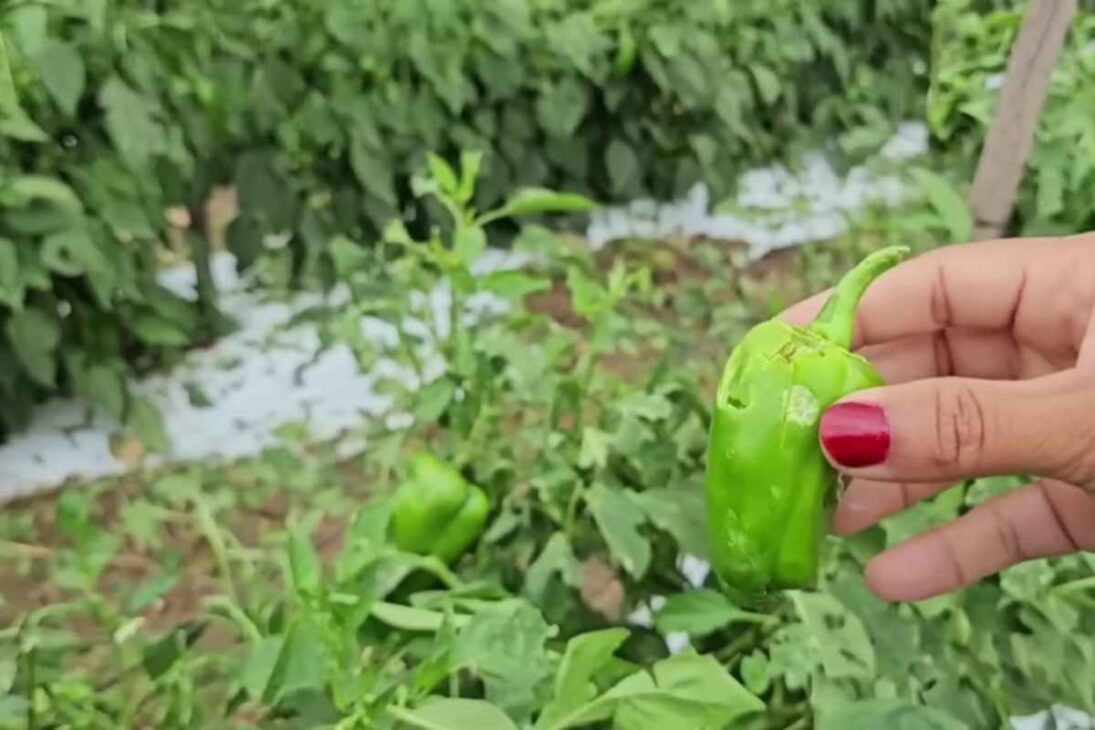 Reportaje muestra productor rural que pierde cosecha y plantación de pimiento en tormenta de granizo y revela cómo la agricultura en Brasil queda vulnerable.