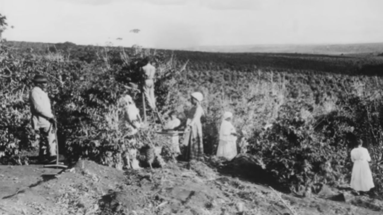 São Paulo Usa Café, Inmigrantes, Ferrovia e Industrialización Para Convertirse en el Estado Más Rico de Brasil; Entienda Esta Transformación Histórica.