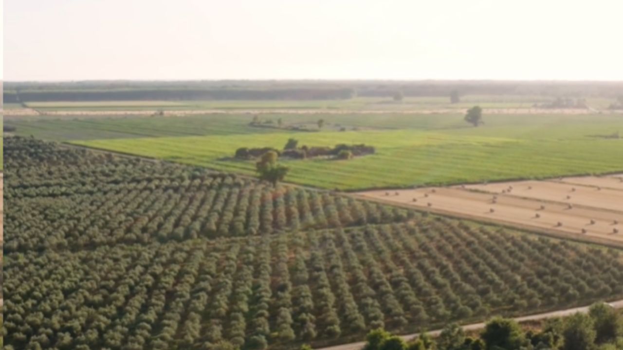 La Arabia Saudita Expande la Agricultura en Arabia Saudita Usando Agua Fósil, Granjas en el Desierto y Compra de Tierras en el Exterior para Garantizar Alimentos.