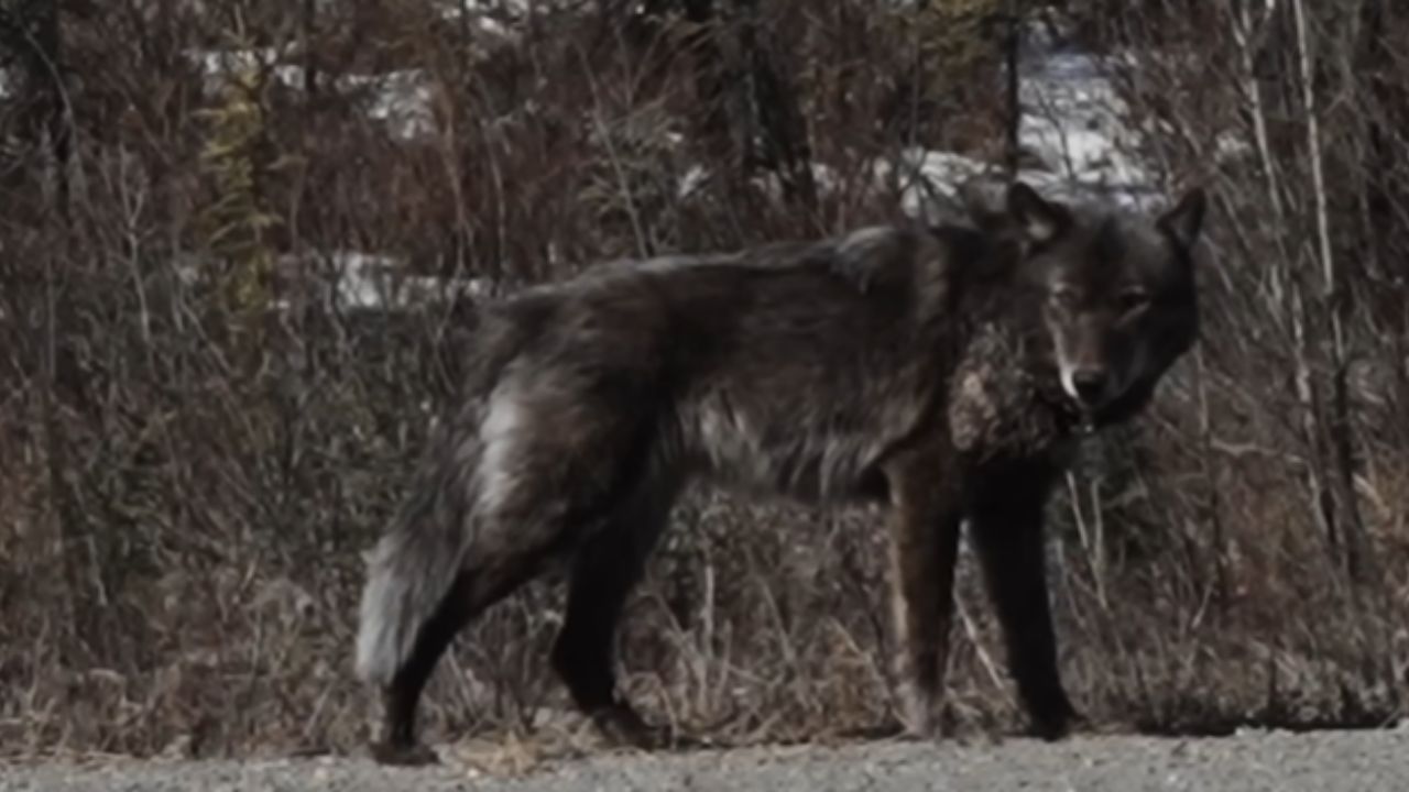Descubre la aventura por la Dalton Highway en Alaska. De Deadhorse a Prudhoe Bay, ve cómo la pareja inició la Ruta Panamericana entre hielo y lobos.