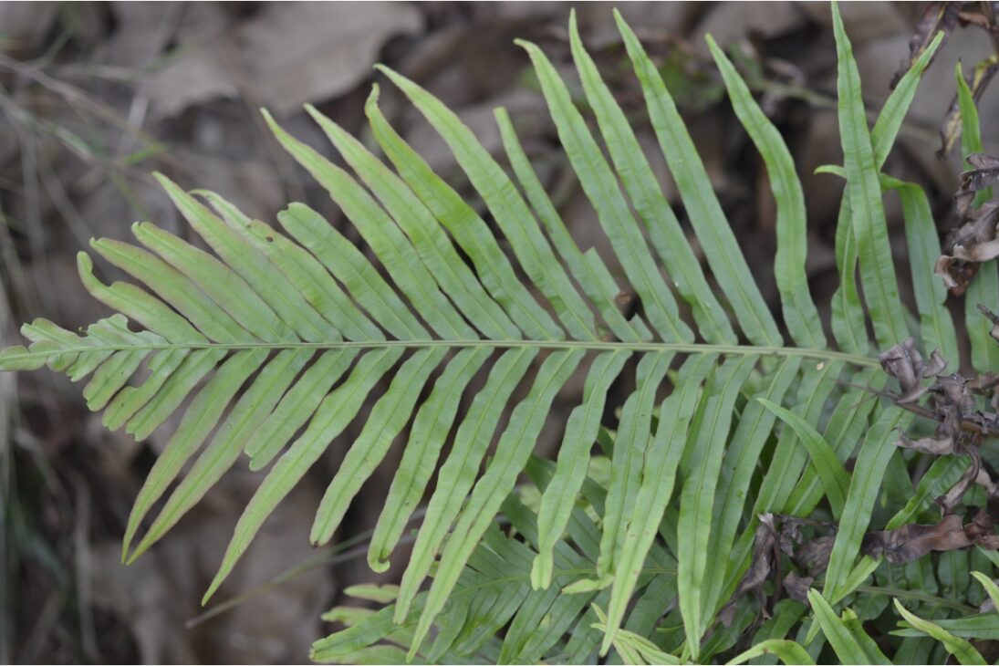 Blechnum orientale