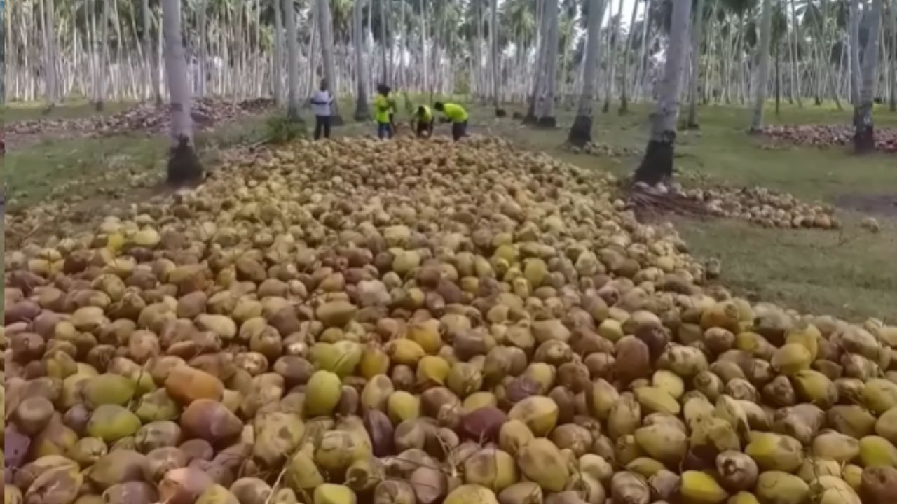 De la cosecha arriesgada del coco king en las granjas de Sri Lanka nacen aceite de coco virgen, leche de coco y fibra de coco en producción intensa.