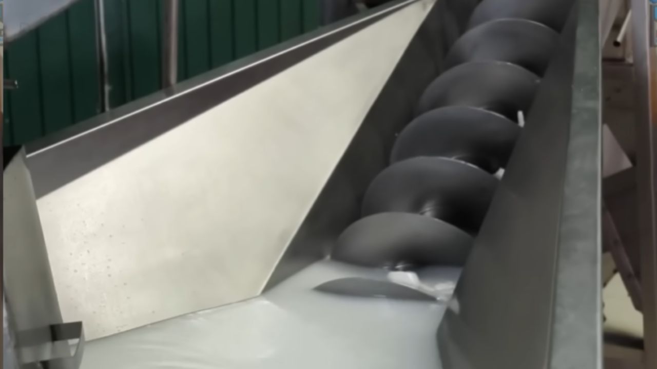 De la cosecha arriesgada del coco king en las granjas de Sri Lanka nacen aceite de coco virgen, leche de coco y fibra de coco en producción intensa.