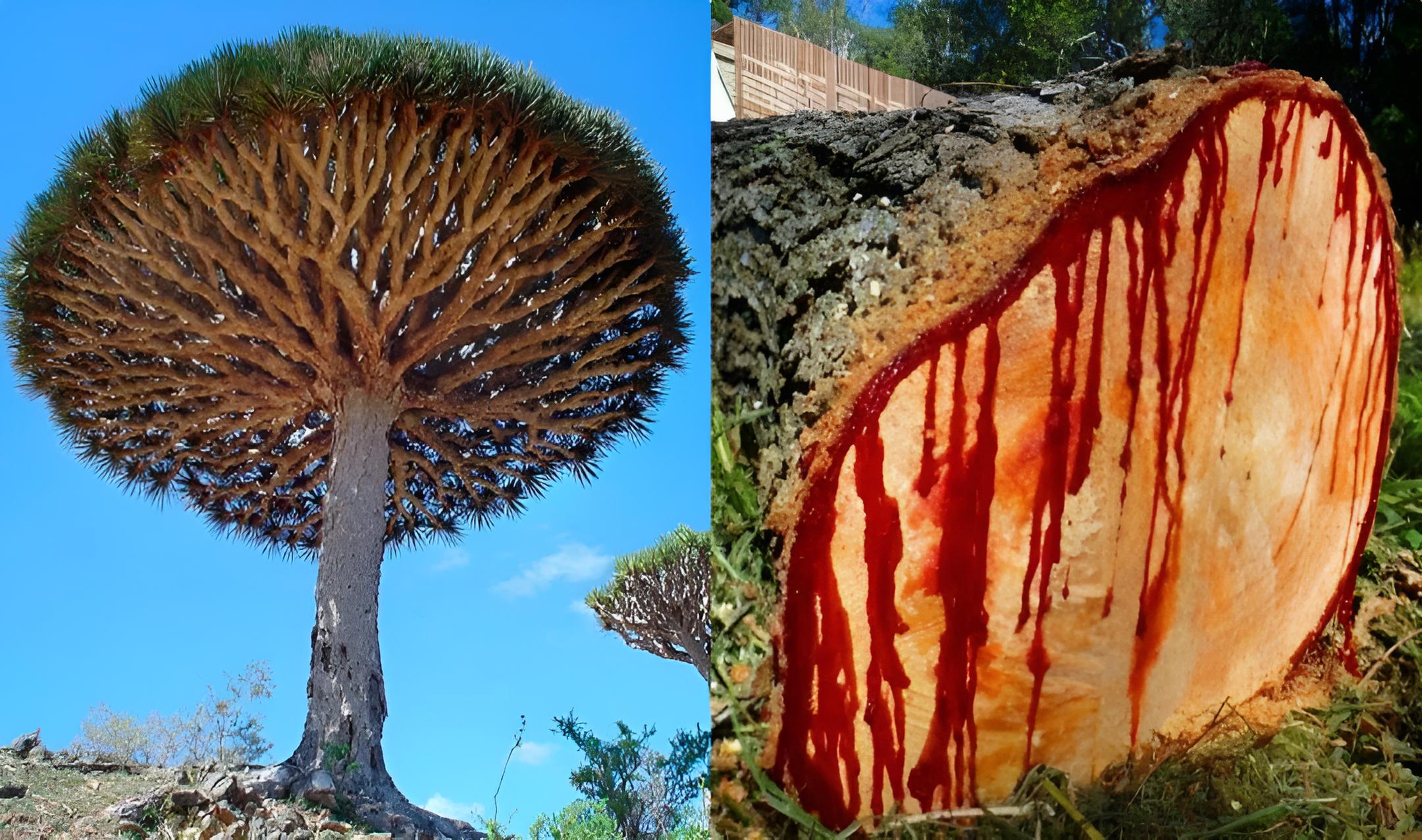 A árvore que “sangra” até 2 litros de resina vermelha por corte, rica em flavonoides raros e composta por mais de 80 compostos bioativos, tornou-se um dos organismos mais enigmáticos do planeta