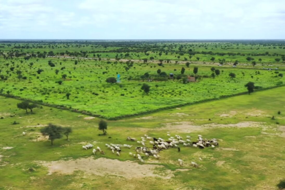 La Gran Muralla Verde de África Utiliza Bosques Alimentarios Para Restaurar Suelo y Retener Agua en El Sahel, Reduciendo El Hambre y Transformando Regiones Áridas en Áreas Productivas.