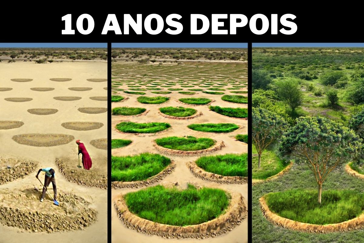 A Grande Muralha Verde da África usa florestas alimentares para restaurar solo e reter água no Sahel, reduzindo a fome e transformando regiões áridas em áreas produtivas.